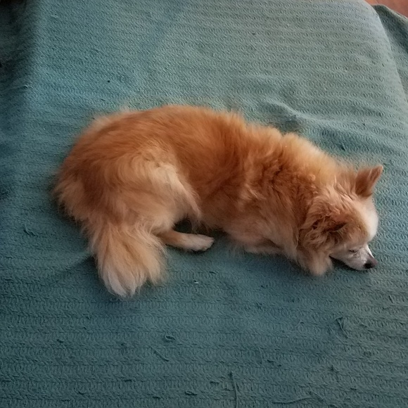 Meet your Posh Ambassador, Brandy - Picture 6 of 8